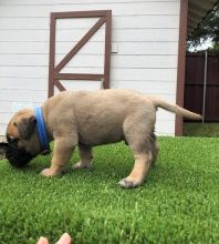 Bullmastiff puppies ready