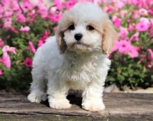 Cavachon puppies