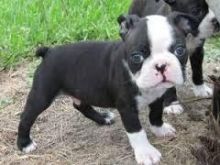 male and female Boston Terrier puppie
