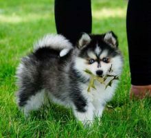 Pomsky puppies ready