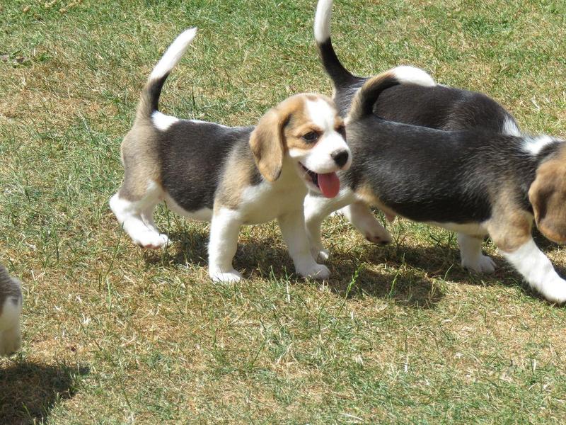 3 Beagle puppies Image eClassifieds4u