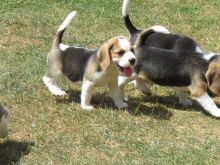 3 Beagle puppies Image eClassifieds4u 2