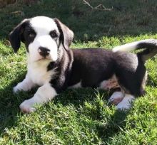 Loving Cardigan Welsh Corgi puppies. Image eClassifieds4U