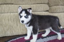 Siberian Husky puppies ready now Image eClassifieds4U