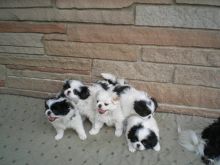 Adorable Japanese Chin puppies ready