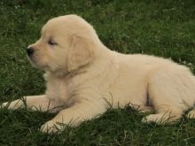 Golden Retriever Puppies