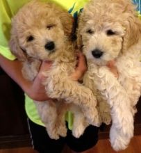 Poodle puppies