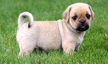 Puggle puppies