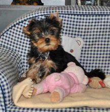 Yorkie puppies