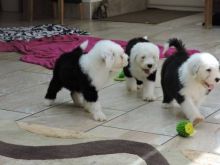 3 Old English Sheepdog pups for sale