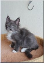 Adorable 12 weeks old Maine Cool kittens available.