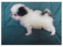 Adorable Japanese Chin puppies ready