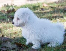 Adorable male and female Bichon frise puppies