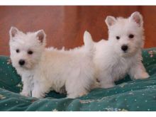 Amazing West Highland White Terrier puppies