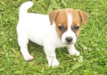 Cute and lovely Jack Russell Puppies