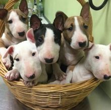 Magnificent Male and Female Bull Terrier Puppies