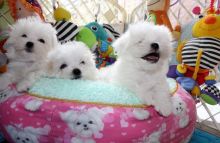 Male and female Maltese puppies available.