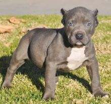 purebred American Pitt Bull Terrier puppies