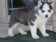 Siberian Husky puppies