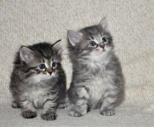 Super adorable Siberian kittens.