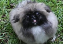 Pekingese puppies Image eClassifieds4u 2