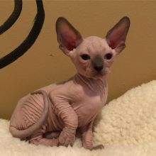 sphynx kittens available Image eClassifieds4U