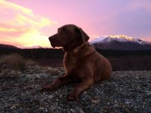 Wanted labrador pup Image eClassifieds4U