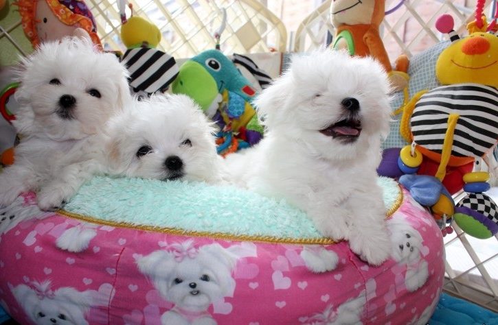 Male and female Maltese puppies available. Image eClassifieds4u