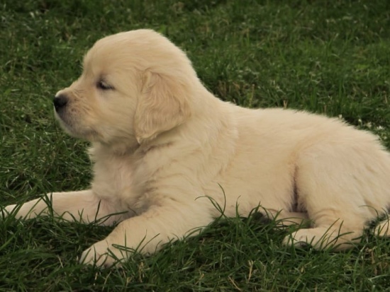 Sweet Golden Retriever puppies Image eClassifieds4u