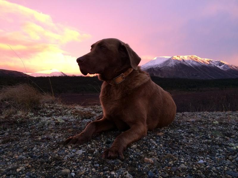 Wanted labrador pup Image eClassifieds4u