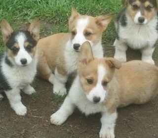 Perfect family Pembroke Welsh Corgi puppies Image eClassifieds4u