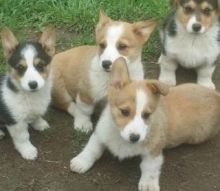 Perfect family Pembroke Welsh Corgi puppies