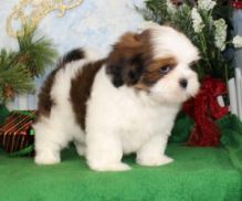 Friendly Lhasa Apso puppies