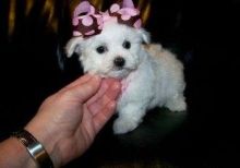 Litter of Maltipoo pups for sale.