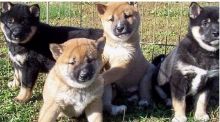 Shiba Inu puppies