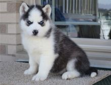 Siberian Husky puppies