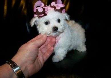 Litter of Maltipoo pups for sale. Image eClassifieds4u