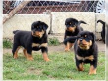 Rottweiler puppies with outgoing personalities Image eClassifieds4u 2