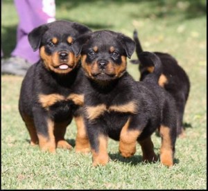 Rottweiler puppies with outgoing personalities Image eClassifieds4u