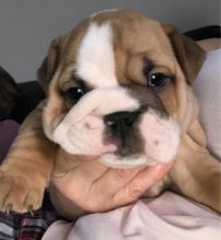 Health Guarantee Male and Female English Bulldog Puppies