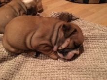 Health Guarantee Male and Female English Bulldog Puppies