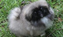 Pekingese puppies