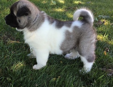 Akita Puppies ready Image eClassifieds4u