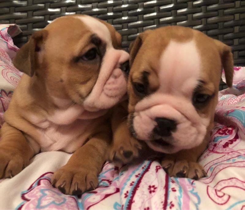 Health Guarantee Male and Female English Bulldog Puppies Image eClassifieds4u