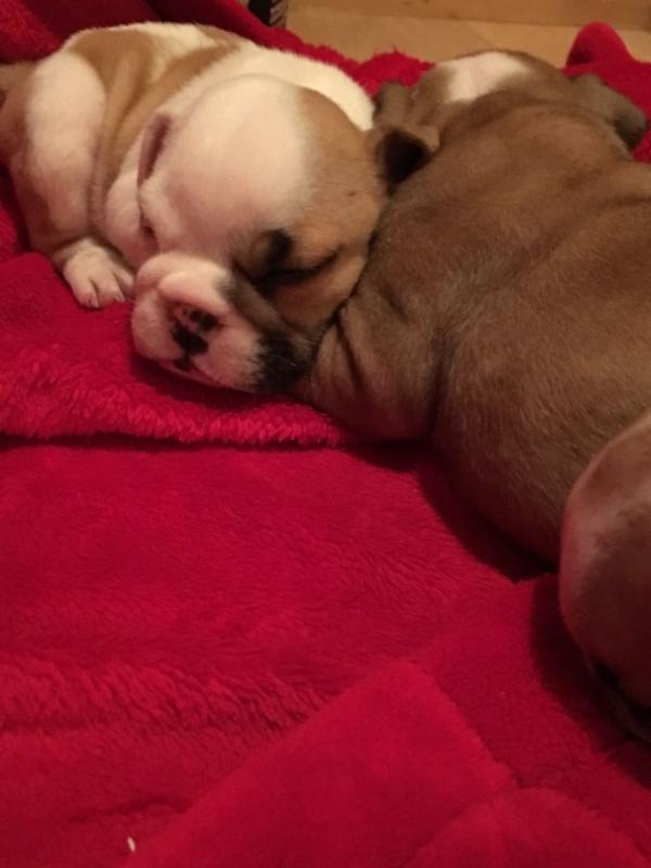 Health Guarantee Male and Female English Bulldog Puppies Image eClassifieds4u