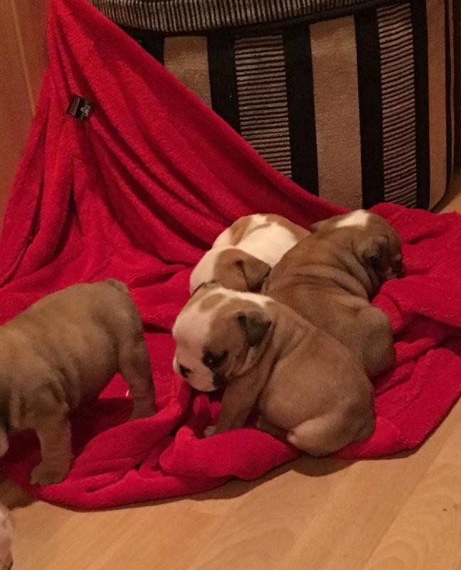 Health Guarantee Male and Female English Bulldog Puppies Image eClassifieds4u