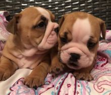 Health Guarantee Male and Female English Bulldog Puppies Image eClassifieds4u 3
