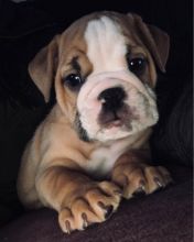 Health Guarantee Male and Female English Bulldog Puppies Image eClassifieds4u 2