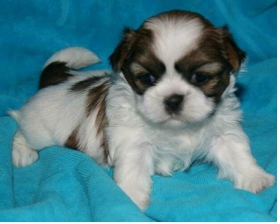 Shih Tzu puppies ready Image eClassifieds4u