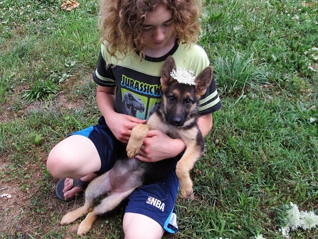 🎄🎄 Pedigree ☮ Ckc ::✴:: German Shepherd. 🐕🐕 Puppies 🎄🎄 Image eClassifieds4u